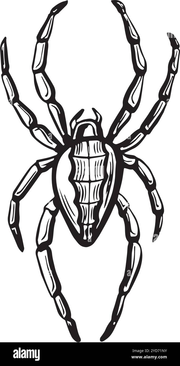 Esquisse de croisillon. Illustration de ligne graphique vectorielle, dessinée à la main isolée. Doodle noir et blanc. Insecte dangereux effrayant veuve noire, animaux sauvages Illustration de Vecteur