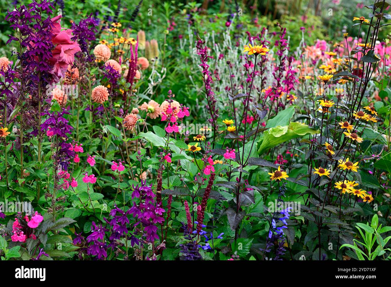 Dahlia Cornel Brons, Dahlia Burlesca, Heliposis Bleeding Hearts, Lychnis Hill Grounds, Kniphofia, Gladiolus Sugar Plum, Lobelia speciosa hadspen Purple, salv Banque D'Images