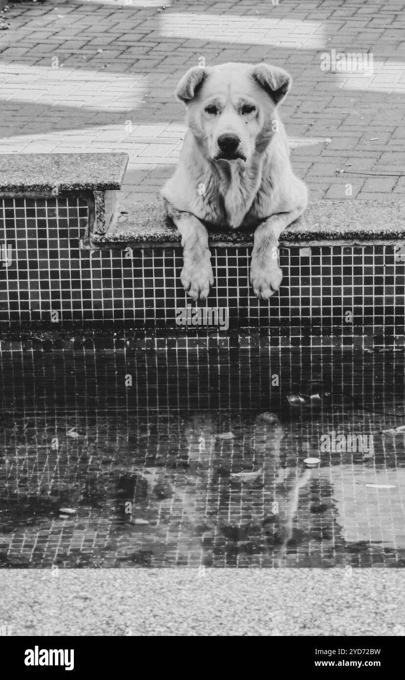 Posture assoiffée : chien mignon avec pattes sur la fontaine, prêt pour une SIP mais d'abord une photo Banque D'Images