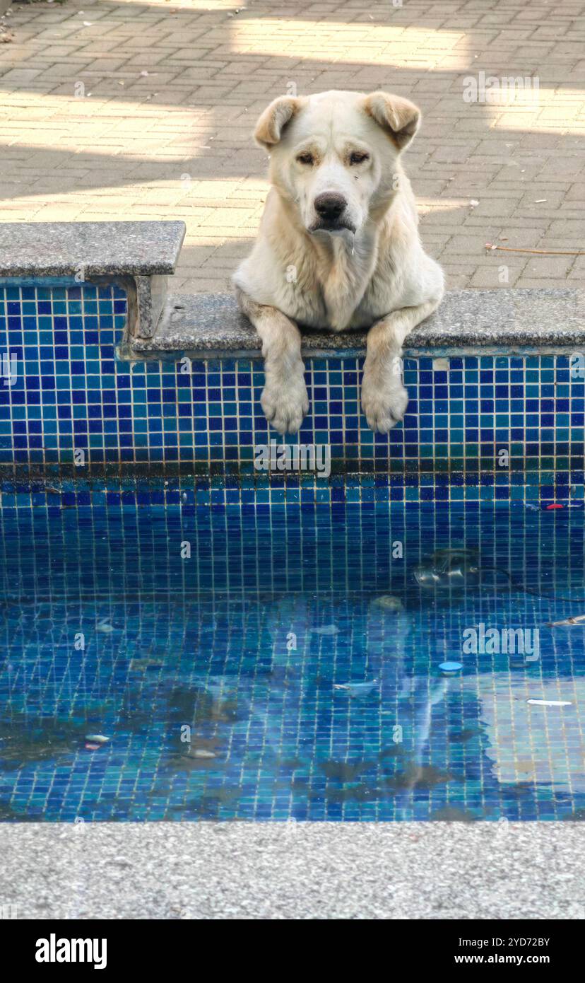 Posture assoiffée : chien mignon avec pattes sur la fontaine, prêt pour une SIP mais d'abord une photo Banque D'Images