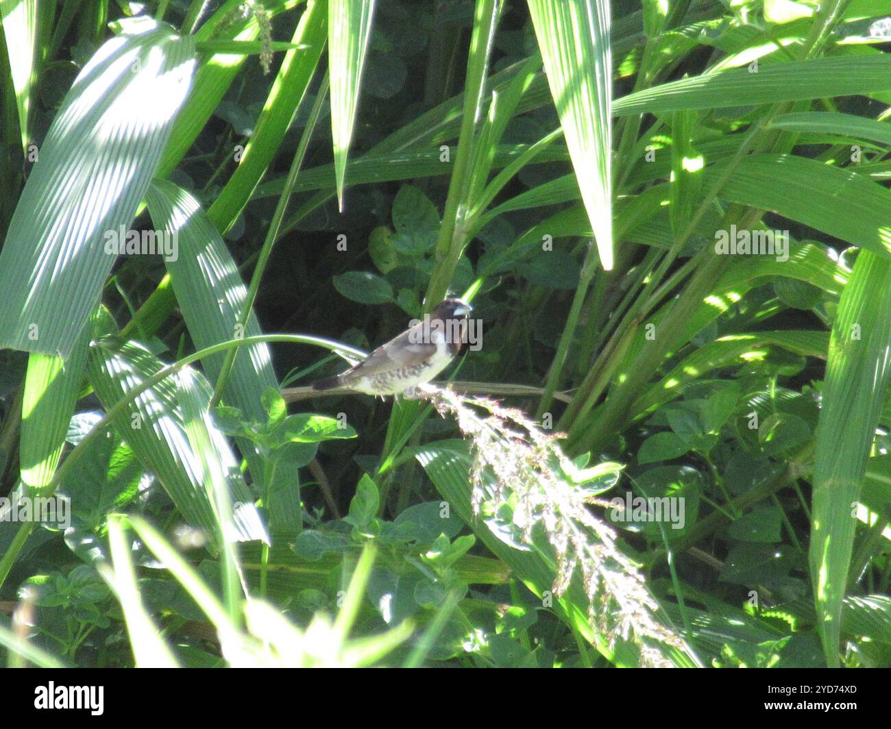 Mannikin de bronze austral (Spermestes cucullata scutata) Banque D'Images