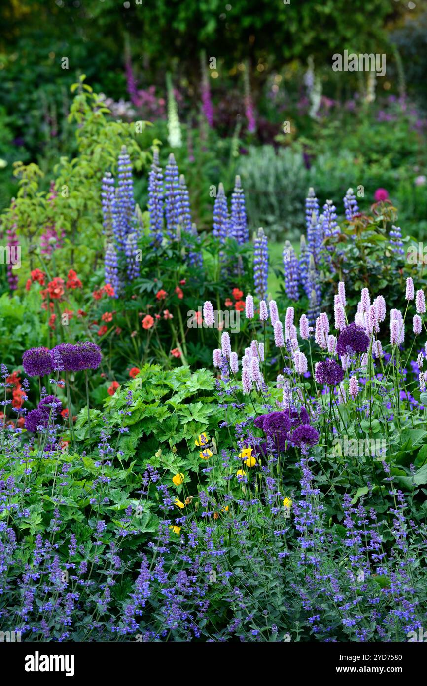 Persicaria bistorta Superba, Fleeceflower, allium Purple sensation, nepeta, coquelicot, lupin, gants de sol, jardin de chalet, jardins de chalet, jardinage de chalet, RM Flo Banque D'Images