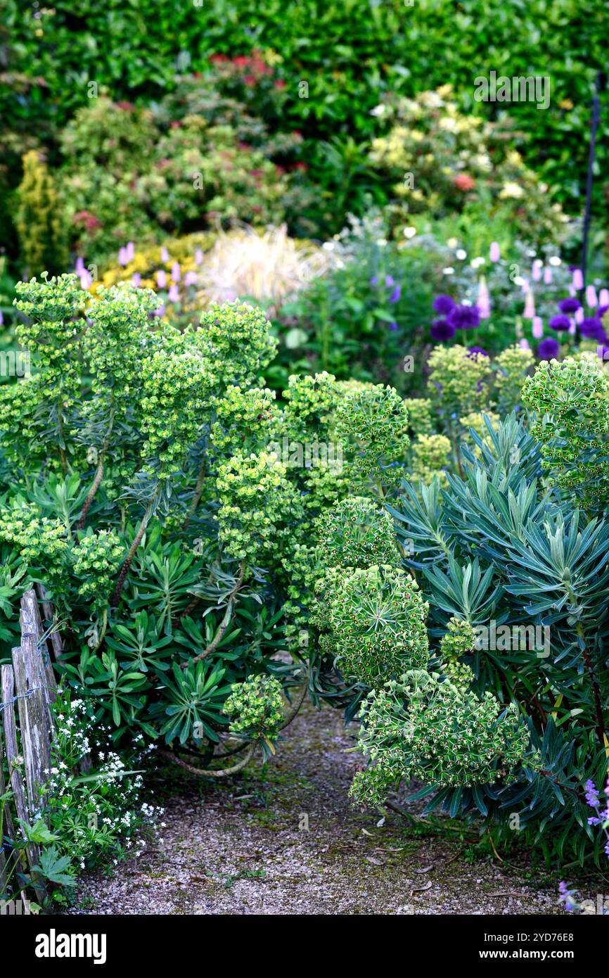 Euphorbia characias subsp wulfenii, Euphorbia characias wulfenii, éperon, éperons, fleurs vert citron, fleur, fleurs éperon, floraison, RM Floral Banque D'Images