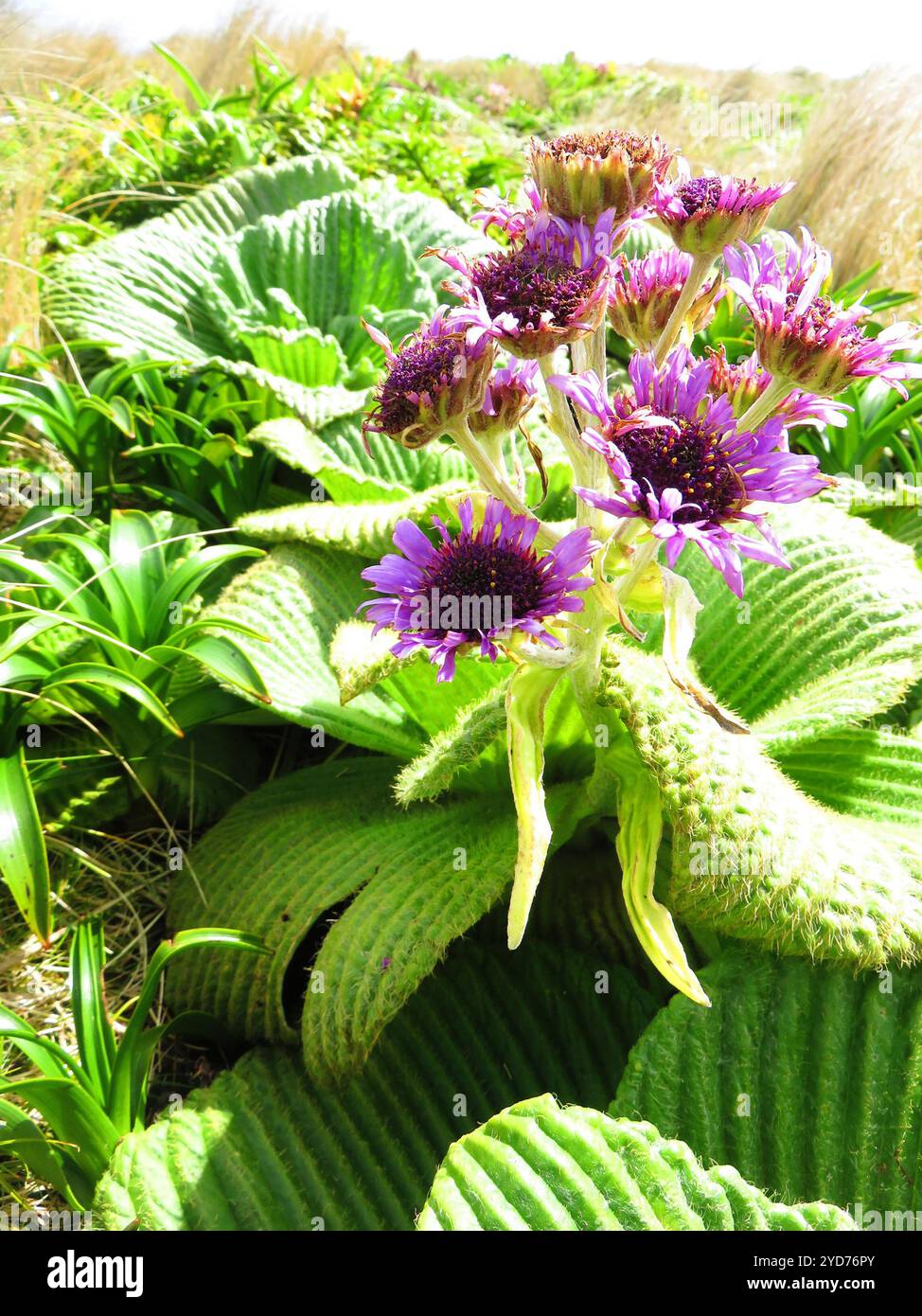 Campbell Island Daisy (Pleurophyllum speciosum) Banque D'Images