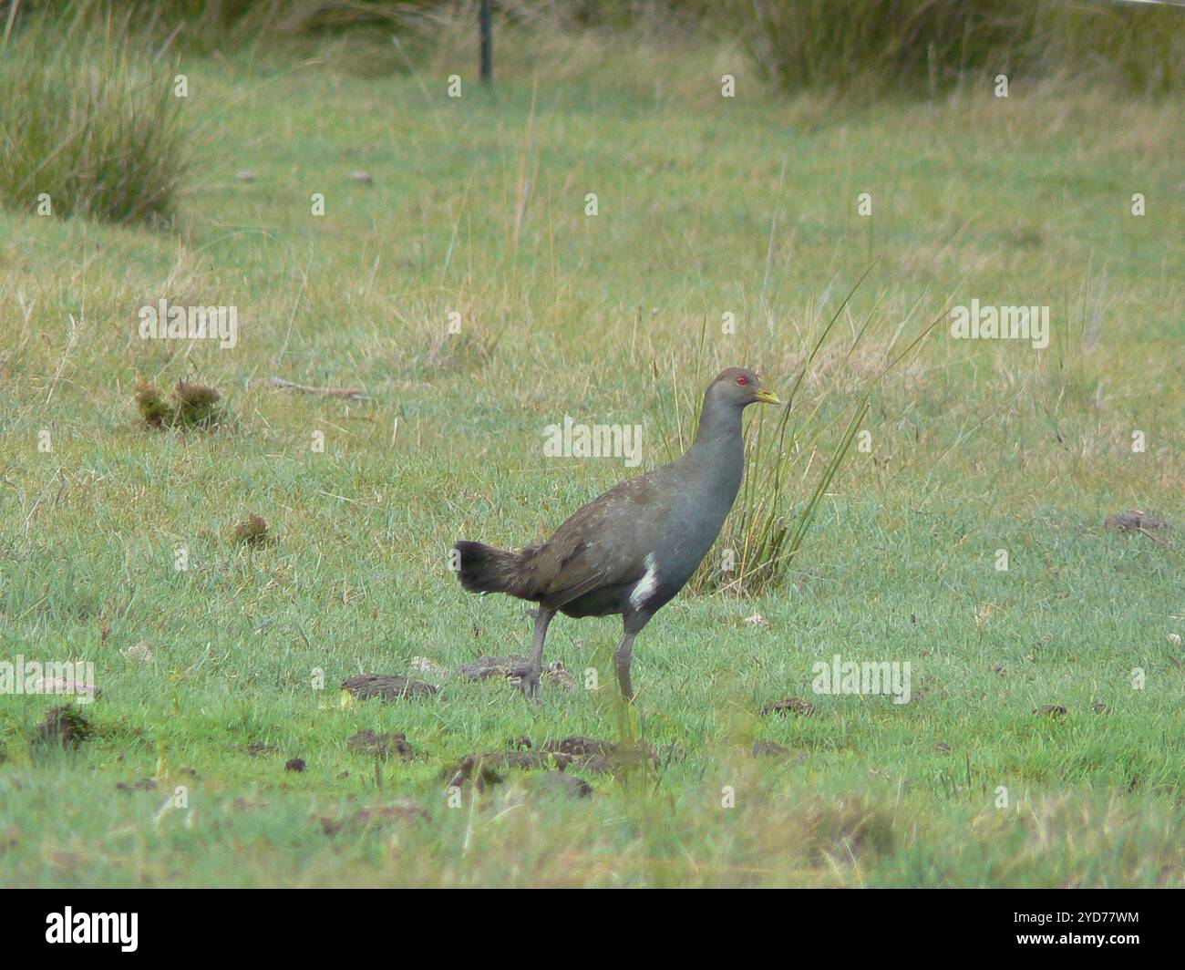 Tasmanie Nativehen (Tribonyx mortierii) Banque D'Images