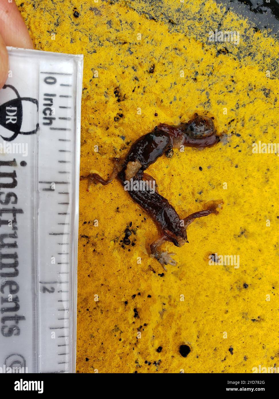 Salamandre arboricole (Aneides lugubris) Banque D'Images