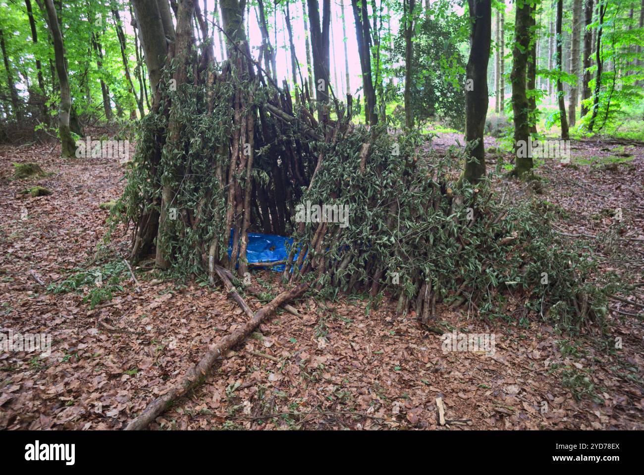 Cachette dormante dans les bois. Forêt Westwood. Banque D'Images