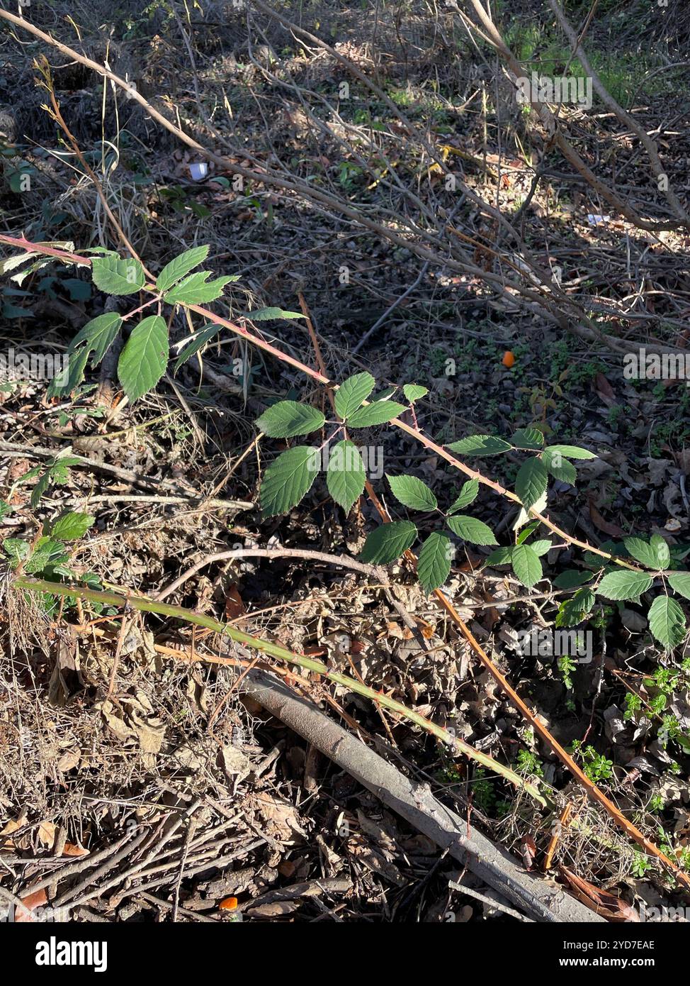 Mûre arménienne (Rubus armeniacus) Banque D'Images
