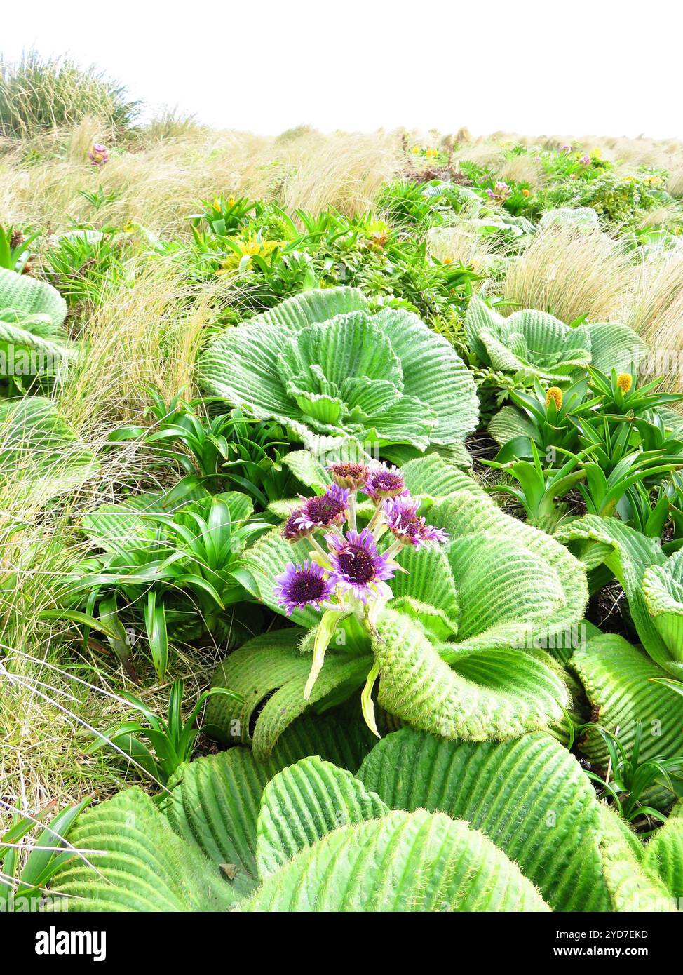 Campbell Island Daisy (Pleurophyllum speciosum) Banque D'Images