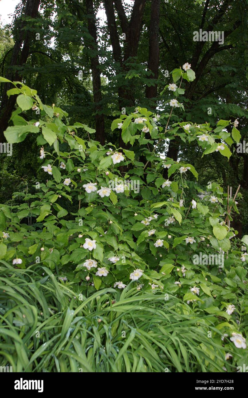 Calycanthus chinensis, arbuste doux chinois Banque D'Images