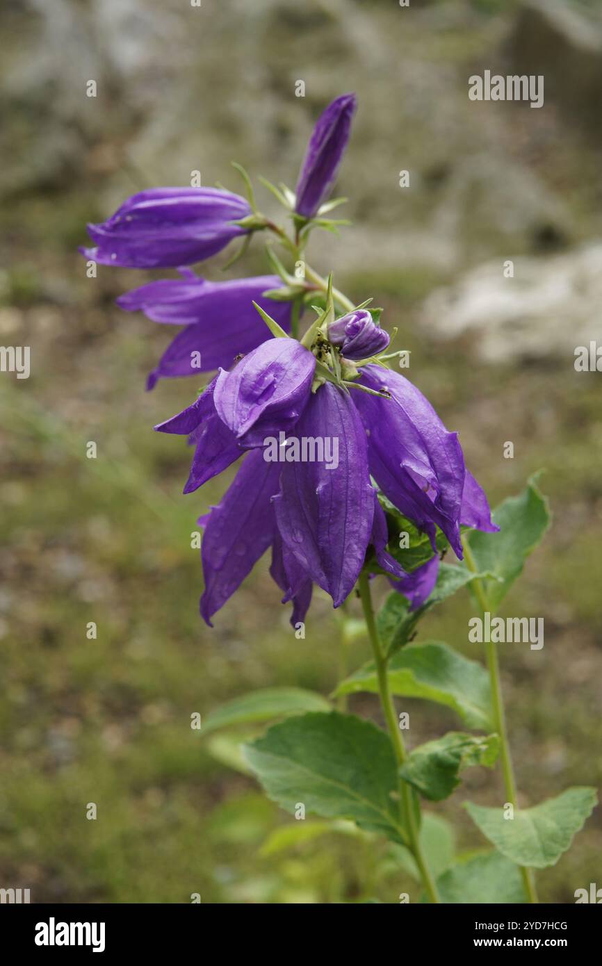 Campanula latifolia, chausson géant Banque D'Images