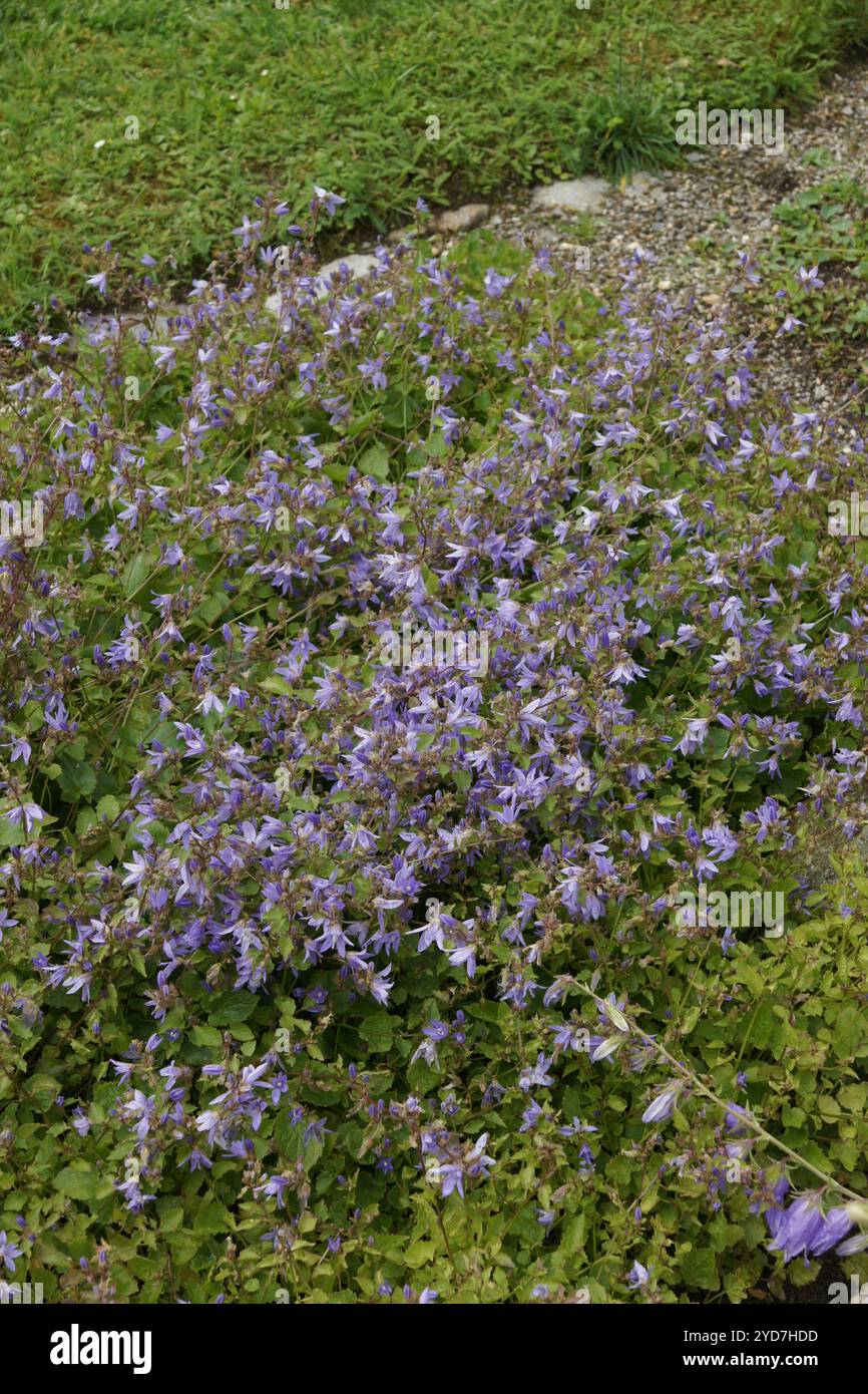 Campanula poscharskyana, chellfleur serbe Banque D'Images