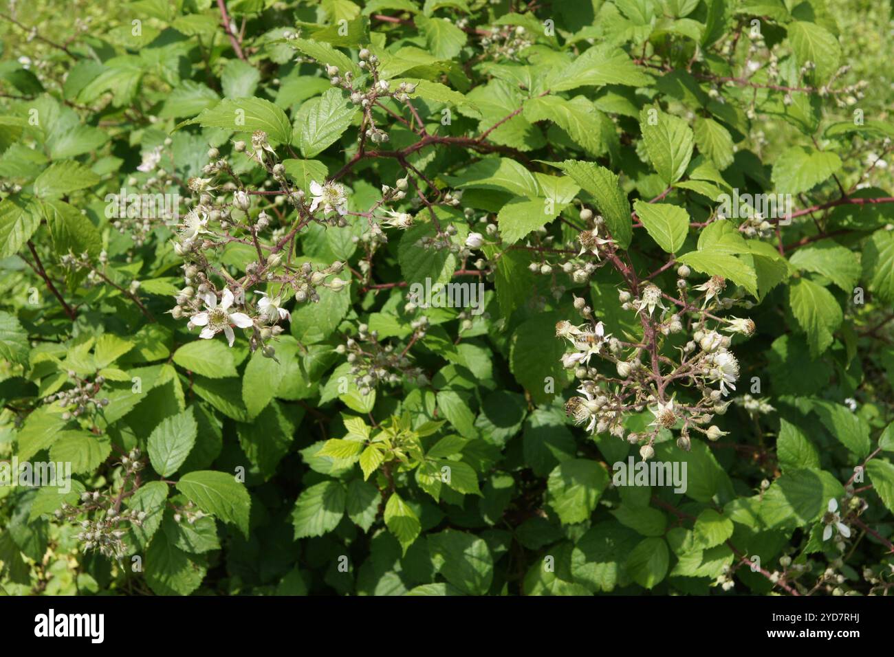 Rubus amphistrophos, BlackBerry Banque D'Images