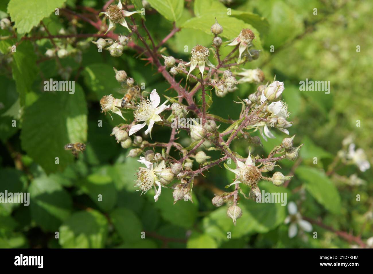Rubus amphistrophos, BlackBerry Banque D'Images