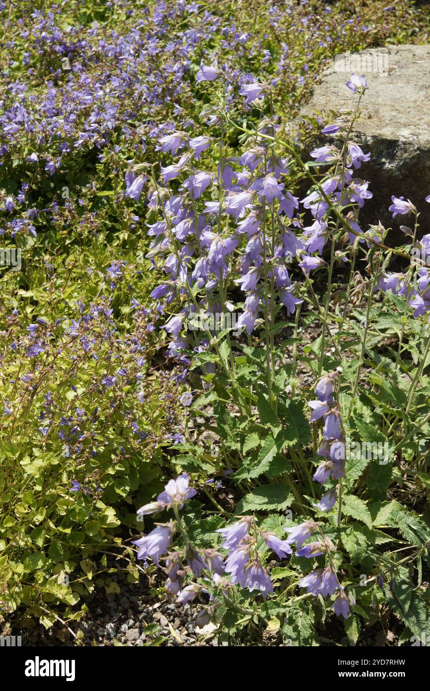 Campanula carpatica, chausson des Carpates Banque D'Images