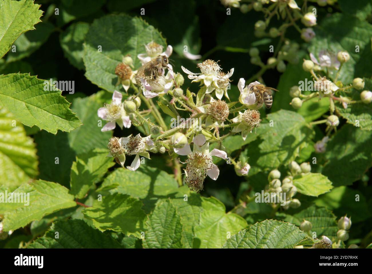 Rubus salisburgensis, mûre de Salzbourg Banque D'Images