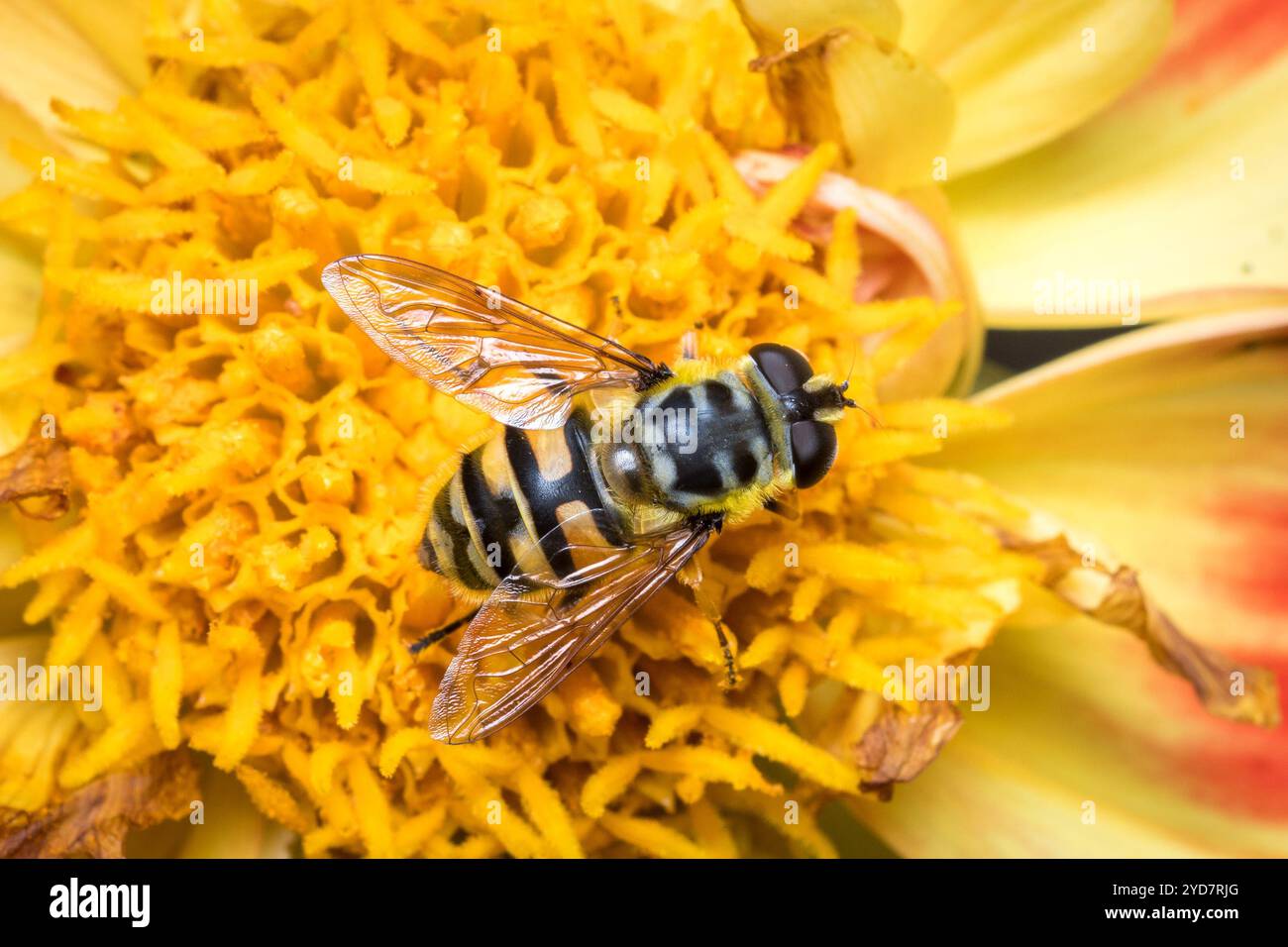 Une mouche 'Batman' magnifiquement dessinée (Myathropa florea) à la surface d'une fleur jaune. Crook Hall, Durham, Royaume-Uni Banque D'Images