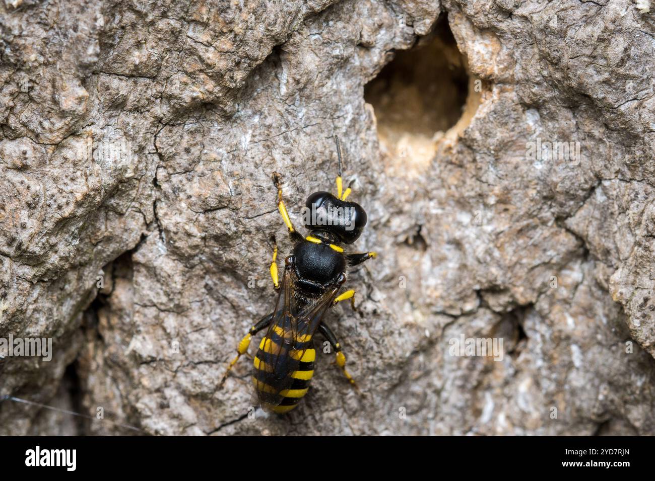 Une guêpe femelle (peut-être Ectemnius sp) patrouillant la surface d'un arbre mort à la recherche de mouches pour stocker son nid. Barnes Park, Sunderland, Royaume-Uni Banque D'Images