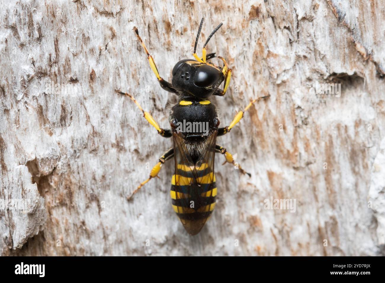 Une guêpe femelle (peut-être Ectemnius sp) patrouillant la surface d'un arbre mort à la recherche de mouches pour stocker son nid. Barnes Park, Sunderland, Royaume-Uni Banque D'Images