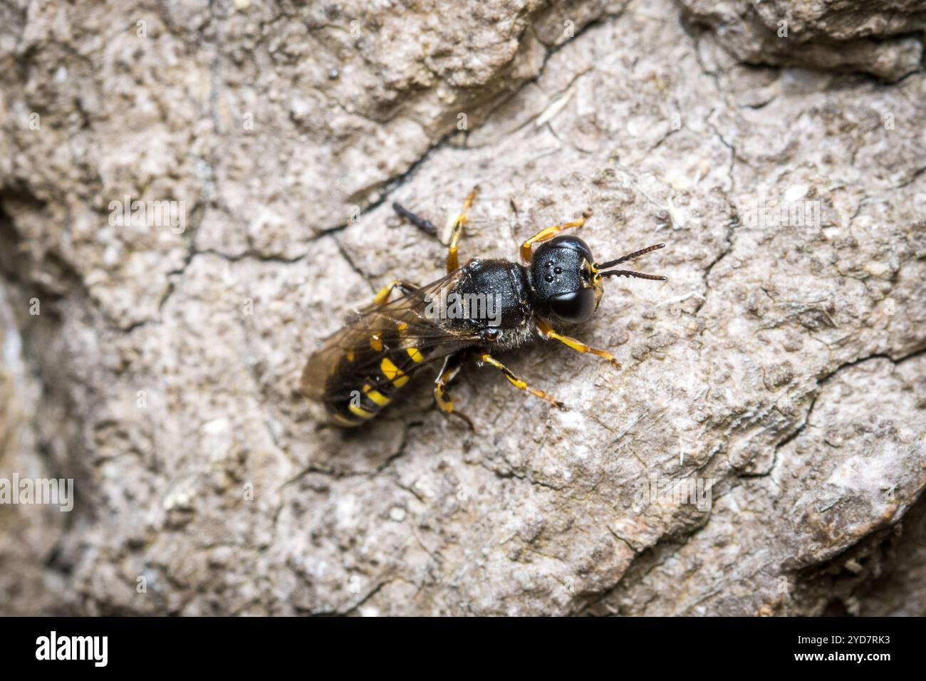 Une guêpe femelle (peut-être Ectemnius sp) patrouillant la surface d'un arbre mort à la recherche de mouches pour stocker son nid. Barnes Park, Sunderland, Royaume-Uni Banque D'Images