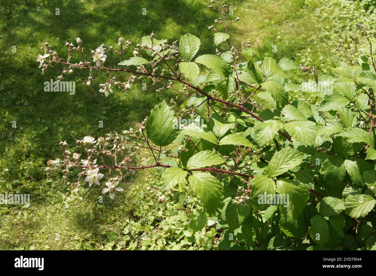 Rubus amphistrophos, BlackBerry Banque D'Images