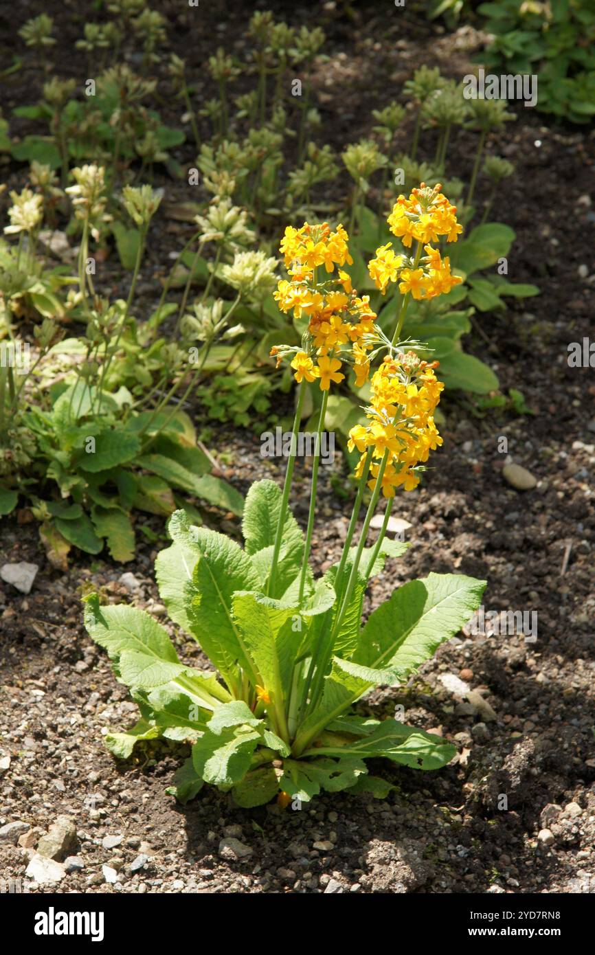 Primula bulleyana, candélabre primevre Banque D'Images