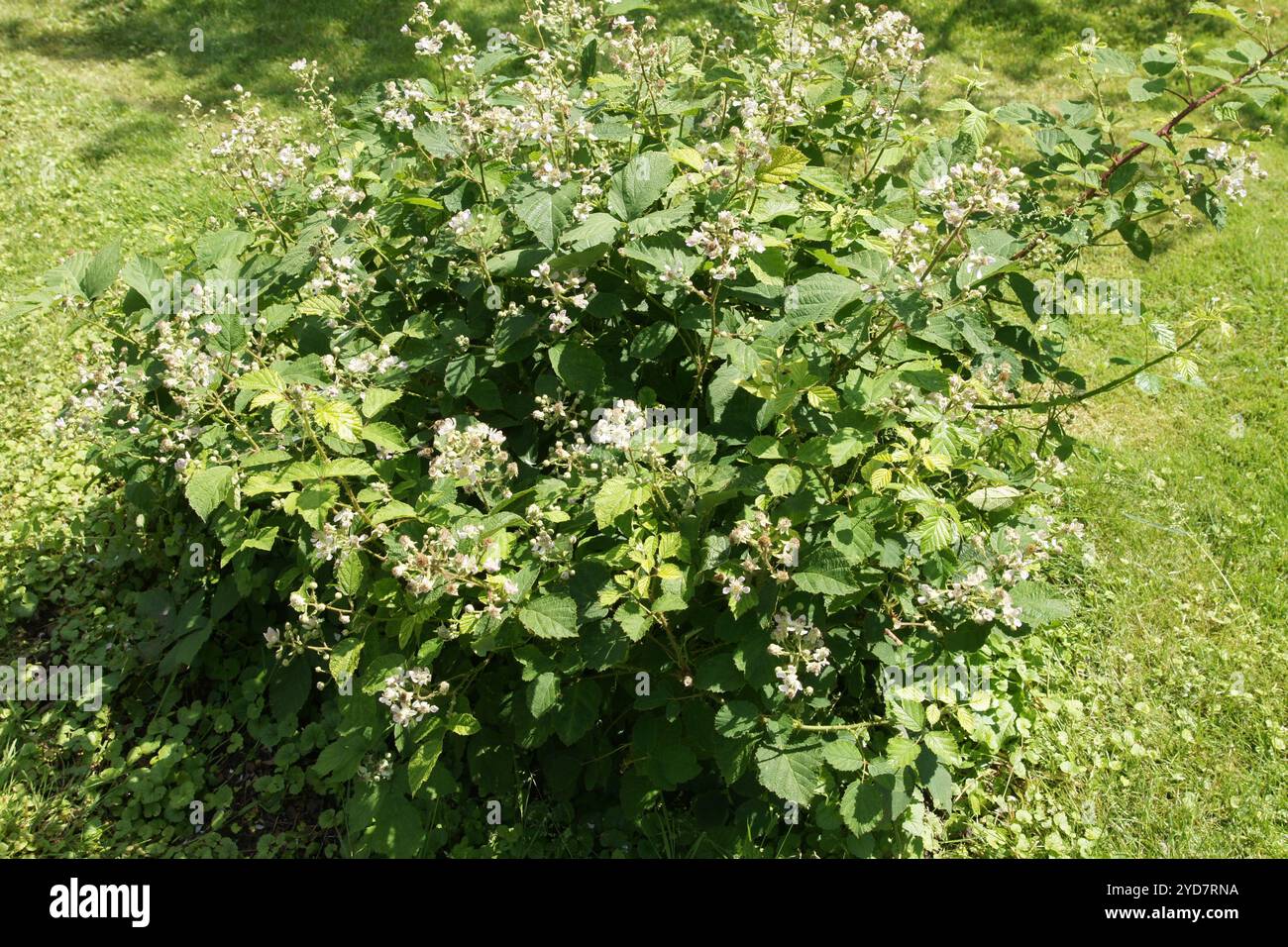 Rubus salisburgensis, mûre de Salzbourg Banque D'Images