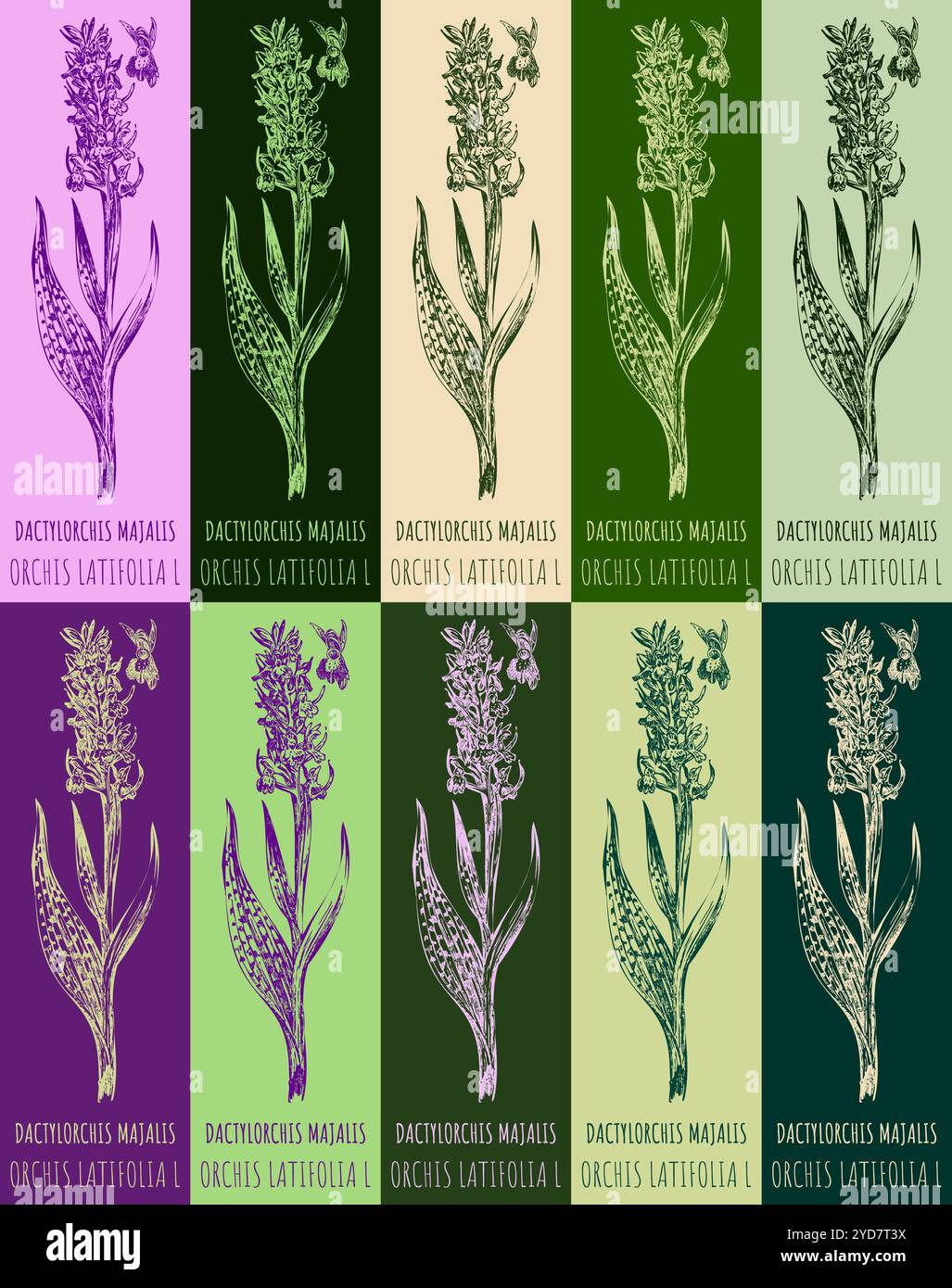 Ensemble de dessin vectoriel de DACTYLORCHIS MAJALIS en différentes couleurs. Illustration dessinée à la main. Nom latin ORCHIS LATIFOLIA L. Illustration de Vecteur