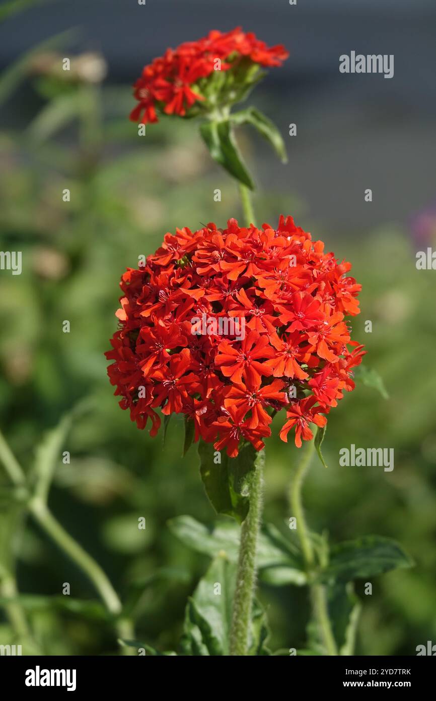 Lychnis chalcedonica, amour brûlant Banque D'Images