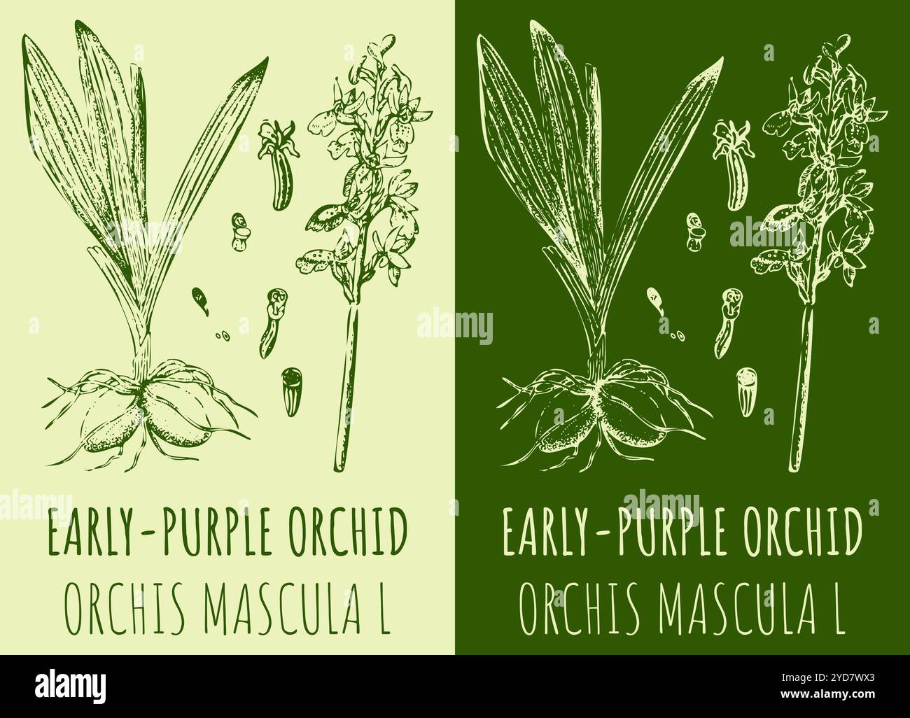Dessins vectoriels ORCHIDÉE TÔT-VIOLET. Illustration dessinée à la main. Nom latin ORCHIS MACULATA L. Illustration de Vecteur