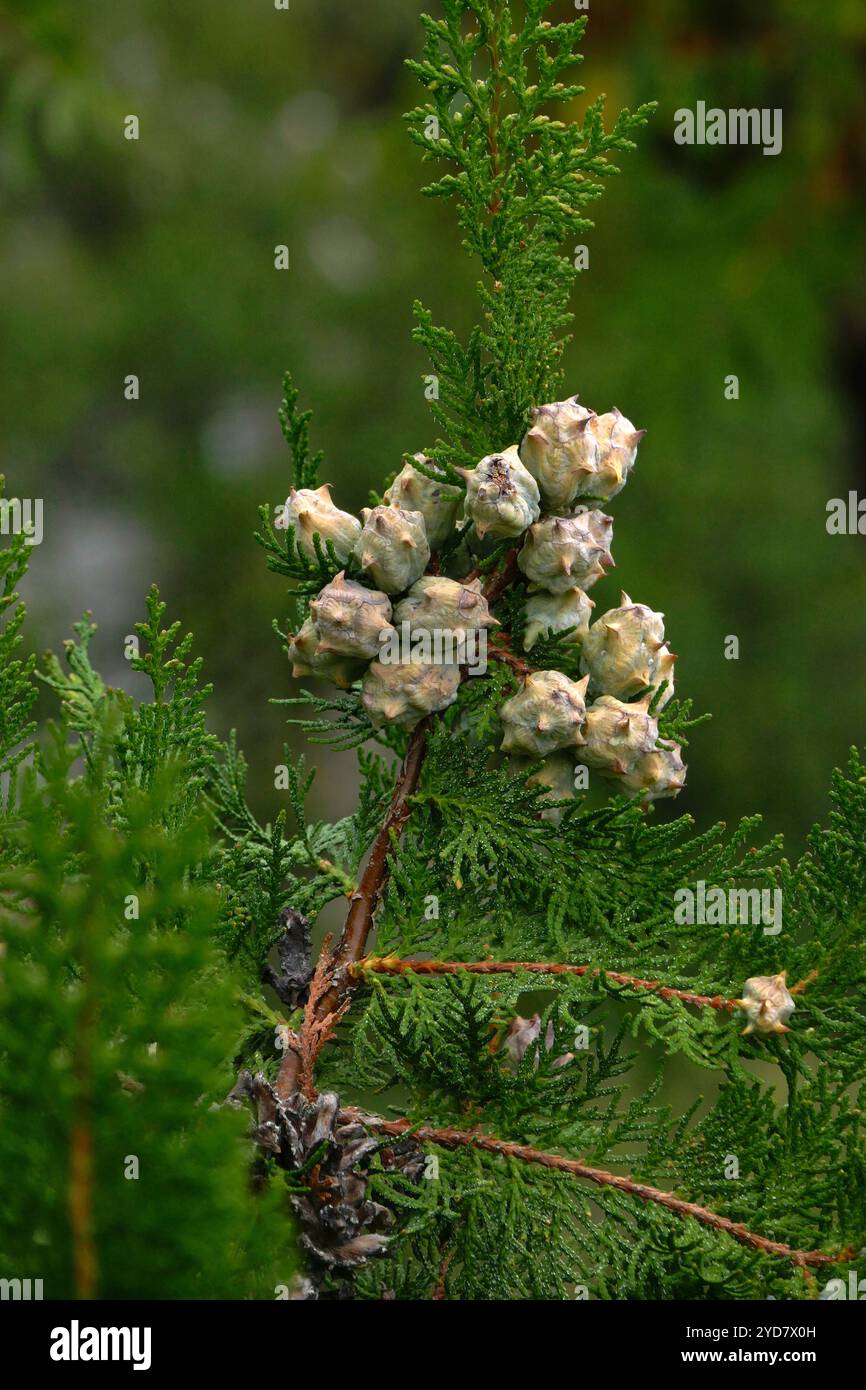 Fruit sur un arbre de vie Banque D'Images