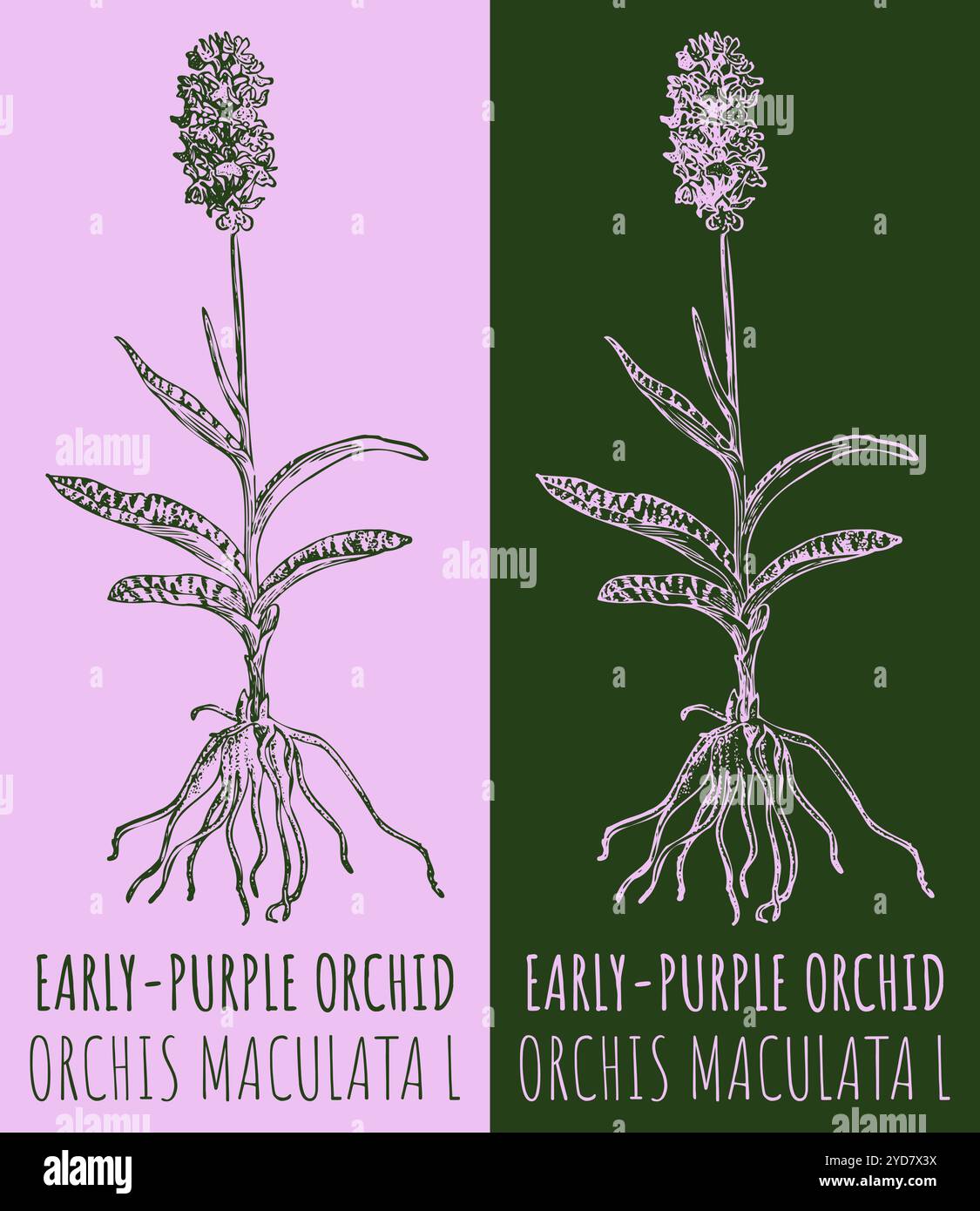 Dessins vectoriels ORCHIDÉE TÔT-VIOLET. Illustration dessinée à la main. Nom latin ORCHIS MACULATA L. Illustration de Vecteur