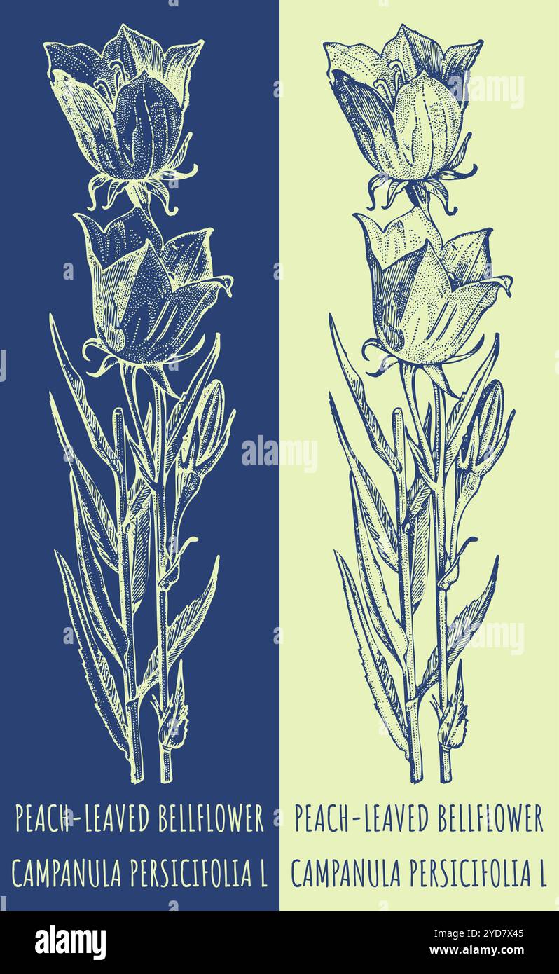 Dessins vectoriels BELLFLOWER À FEUILLES DE PÊCHE. Illustration dessinée à la main. Nom latin CAMPANULA PERSICIFOLIA L. Illustration de Vecteur