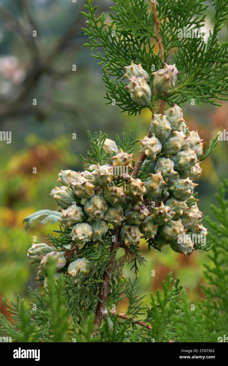 Fruit sur un arbre de vie Banque D'Images