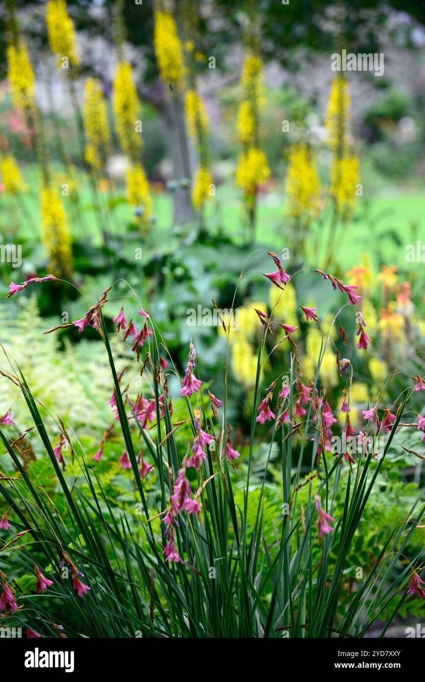 Tigridia igneum,fleurs corail rose,vivaces,grand,ballants,pendaison,fleurs en forme de cloche,anges,cannes à pêche,vivaces vivaces Floral,RM Banque D'Images