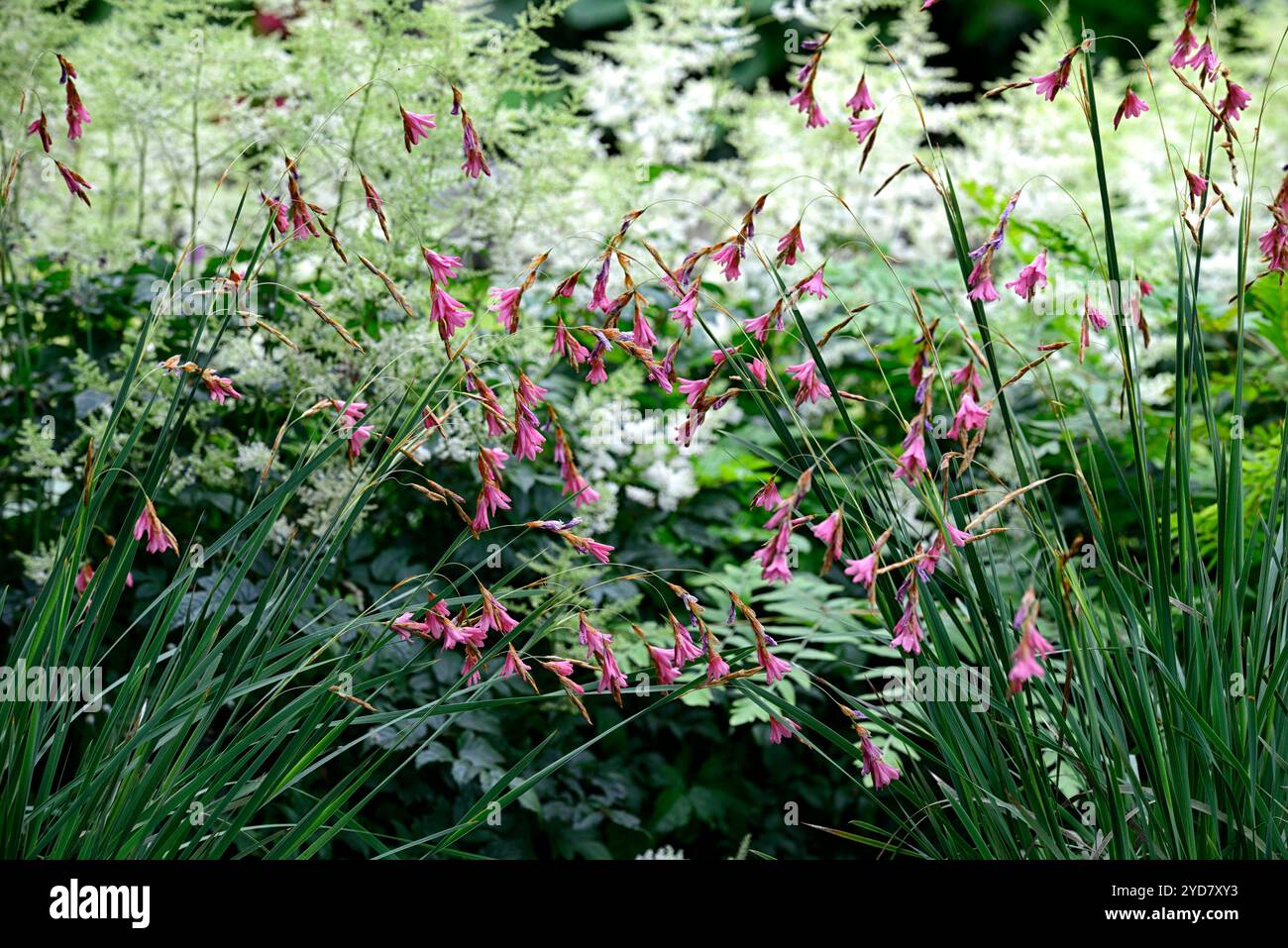 Tigridia igneum,fleurs corail rose,vivaces,grand,ballants,pendaison,fleurs en forme de cloche,anges,cannes à pêche,vivaces vivaces Floral,RM Banque D'Images