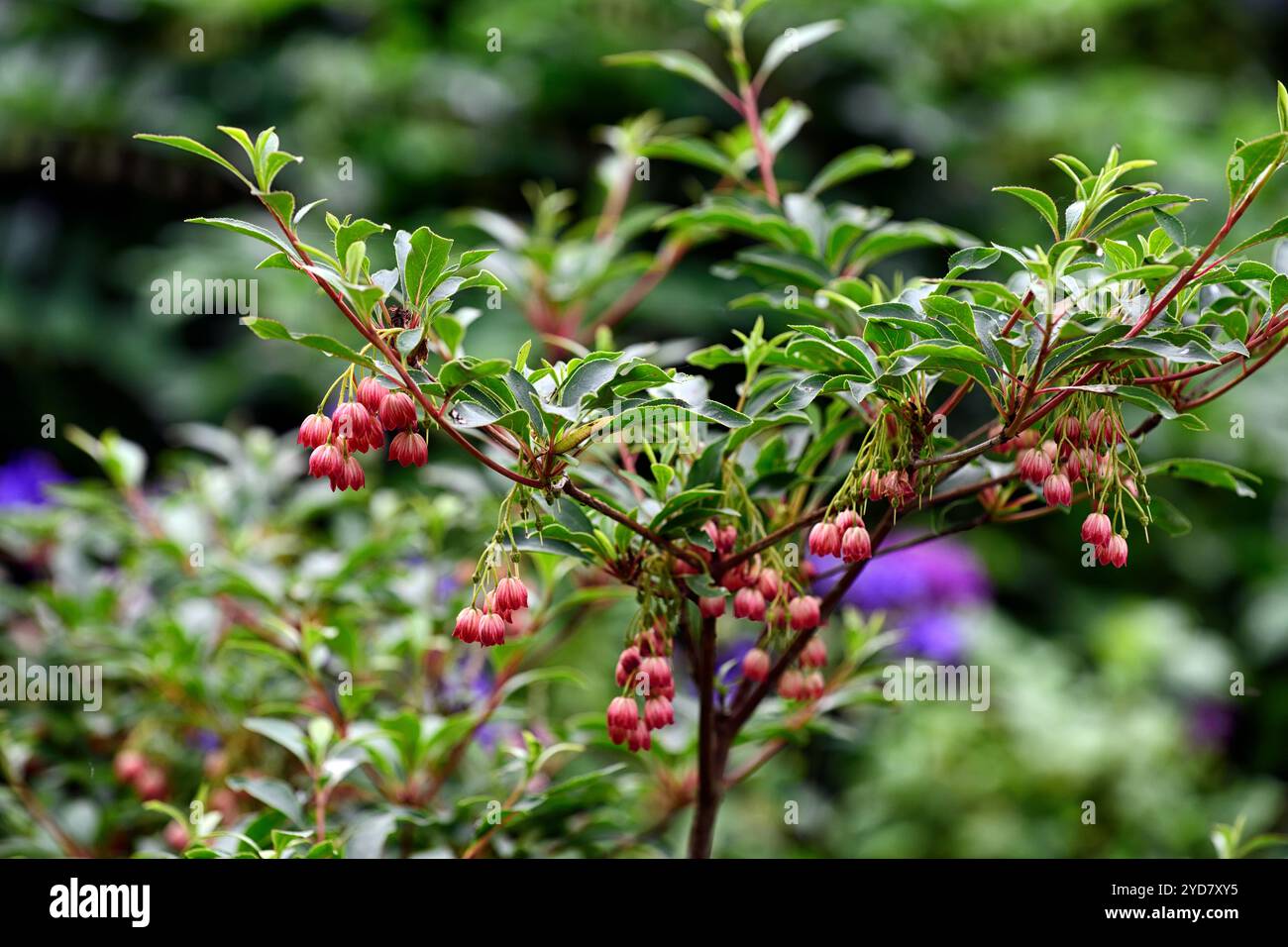 jeune enkianthus campanula rubra arbre, enkianthus campanula rubra , fleur, fleurs, floraison, cloches, cloche, cloche, printemps, arbuste, petit arbre, RM Floral Banque D'Images