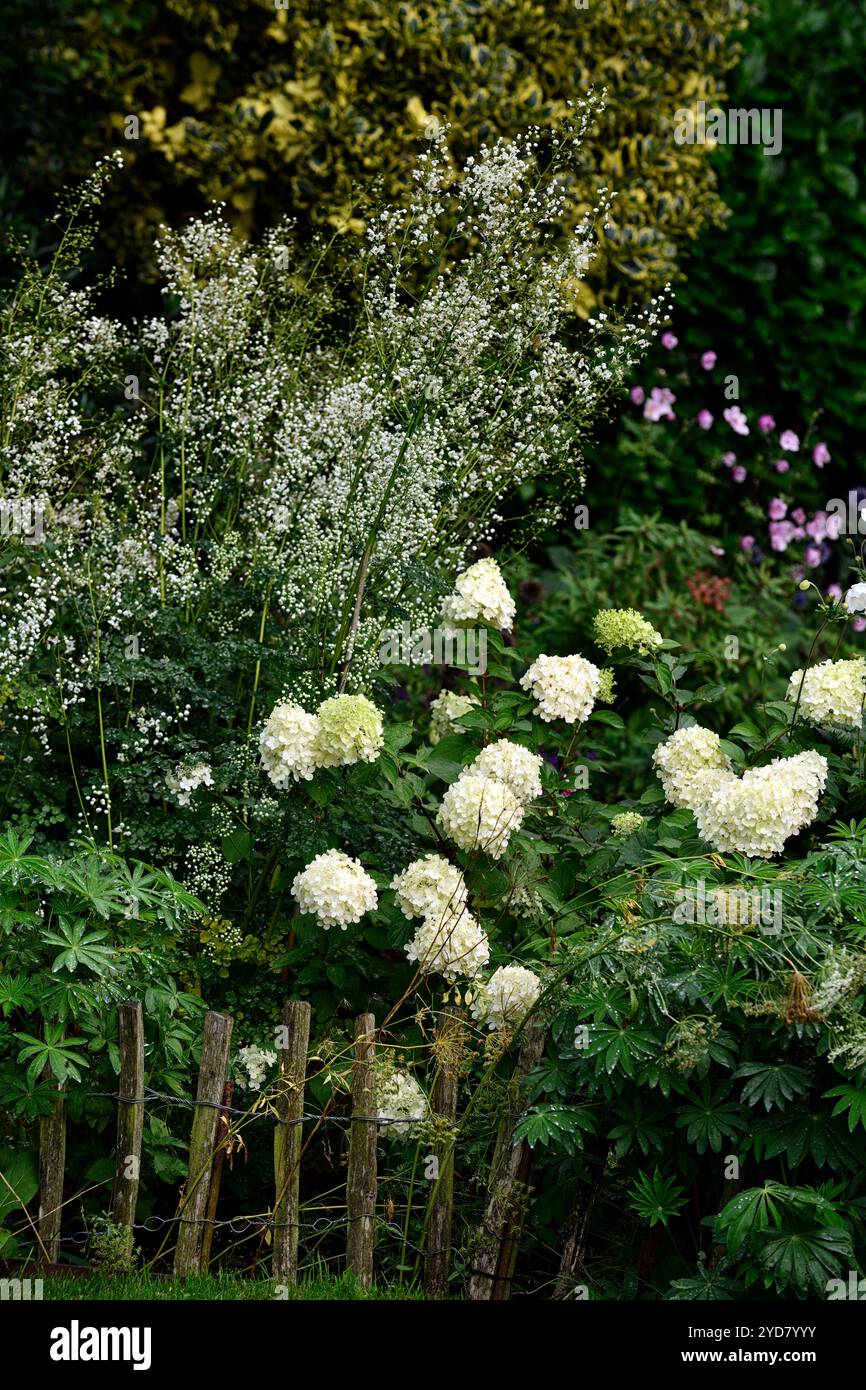 hydrangea annabelle, Thalictrum delavayi Splendide Blanc, anémone, blanc, fleur, fleurs, combinaison de fleurs, fleurs mélangées, schéma de plantation mixte, floraison, b Banque D'Images