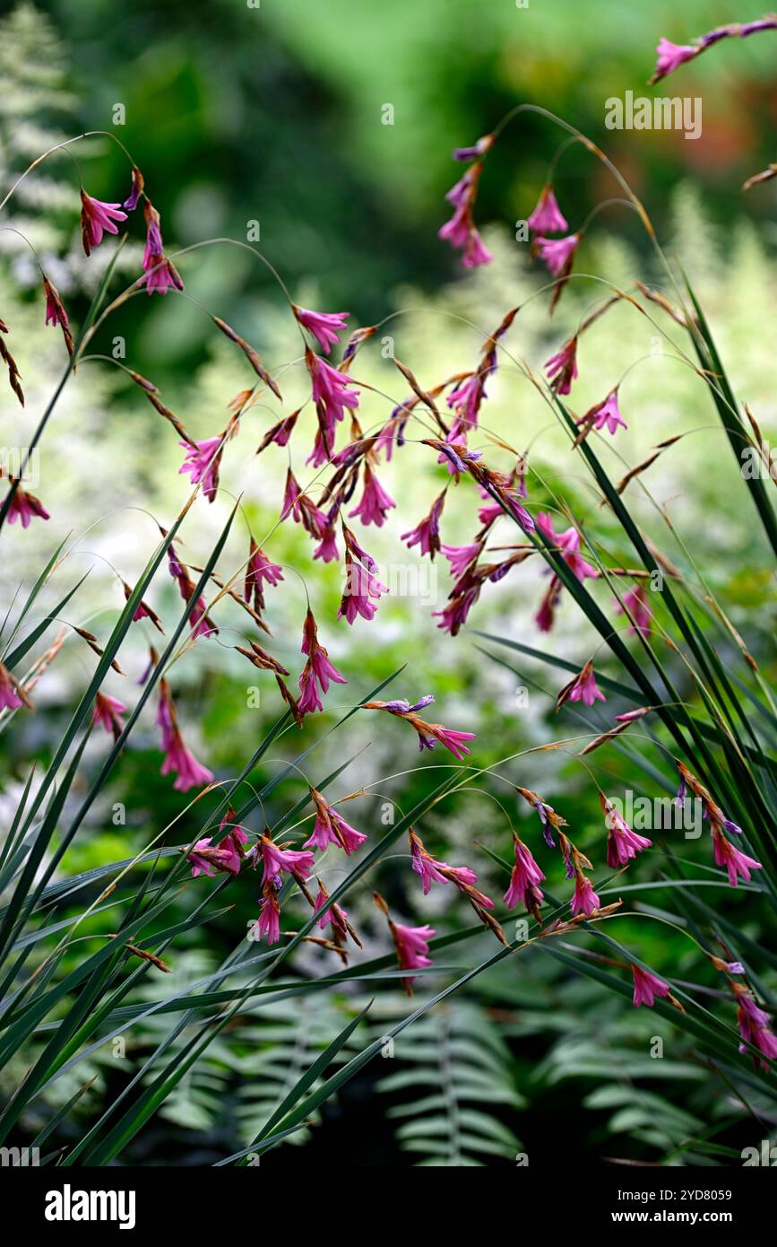 Tigridia igneum,fleurs corail rose,vivaces,grand,ballants,pendaison,fleurs en forme de cloche,anges,cannes à pêche,vivaces vivaces Floral,RM Banque D'Images