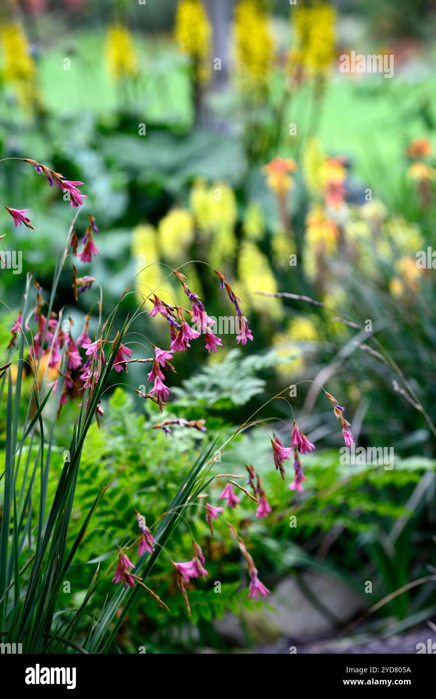 Tigridia igneum,fleurs corail rose,vivaces,grand,ballants,pendaison,fleurs en forme de cloche,anges,cannes à pêche,vivaces vivaces Floral,RM Banque D'Images