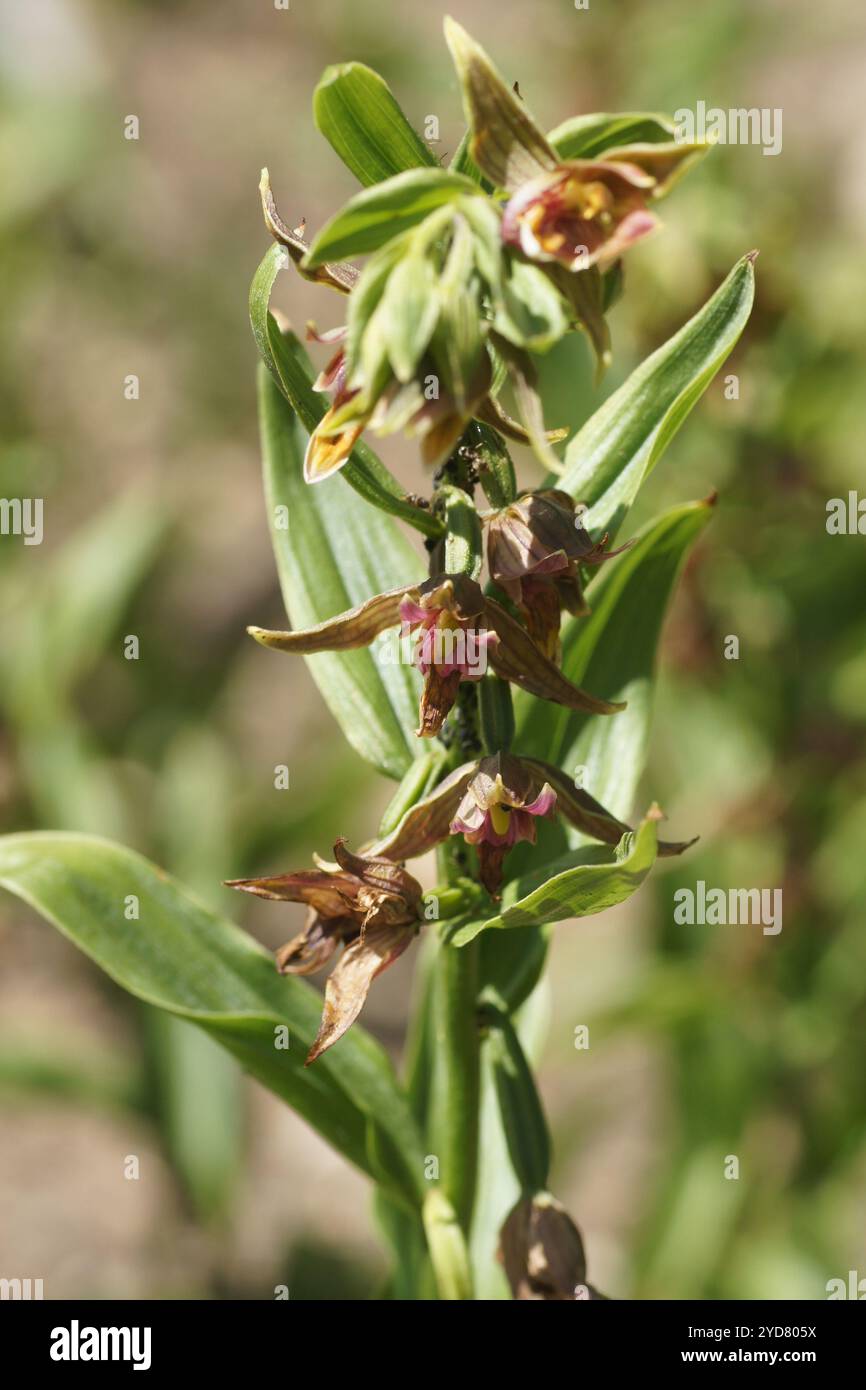 Epipactis gigantea, orchidée géante Banque D'Images