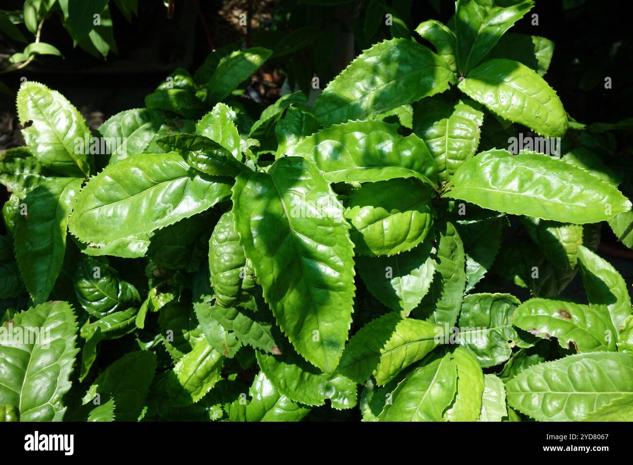 Camellia sinensis, arbuste à thé Banque D'Images