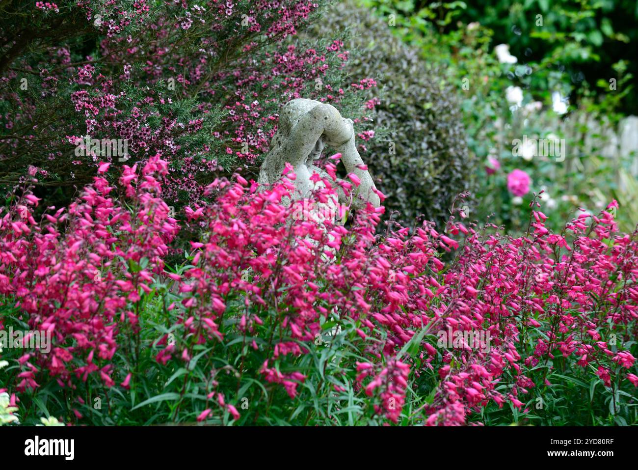 Penstemon Garnet, syn Penstemon Andenken an Friedrich Hahn, Leptospermum scoparium, arbre à thé, fleurs rouges, fleur, floraison, fleurs rouges, combinaison, mixte Banque D'Images