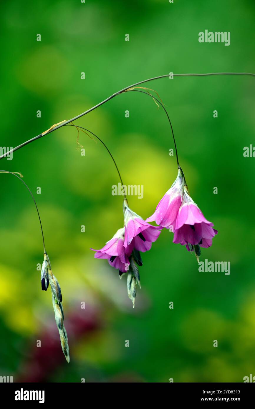 Dierama pulcherrimum,fleurs violettes roses,fleurs,vivaces,arbing,bancale,pendante,en forme de cloche,anges de pêche tiges,RM Floral Banque D'Images