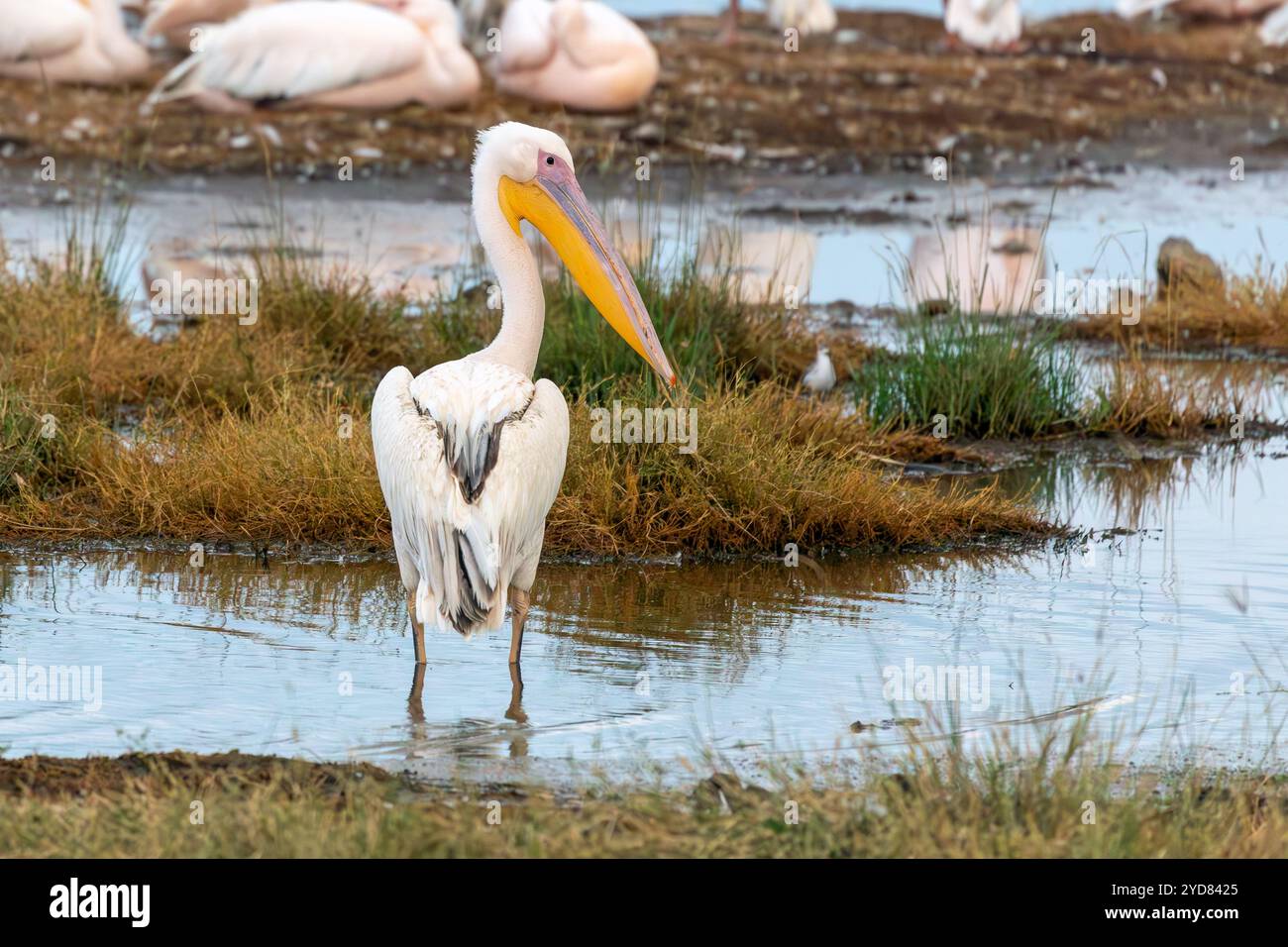 Pélican à bec jaune, Mycteria ibis, du groupe Pelecanus, grand oiseau fréquentant les zones humides et les lacs d'eau douce, Kenya, Afrique Banque D'Images