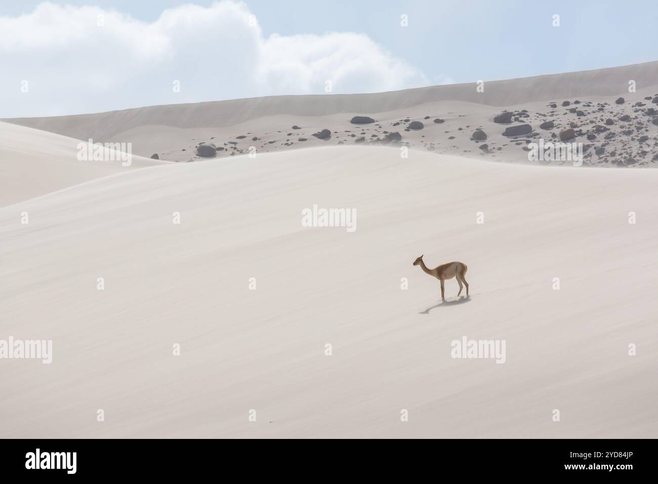 Sauvage vicuÃ±comme dans les Andes, Argentine, Amérique du Sud Banque D'Images