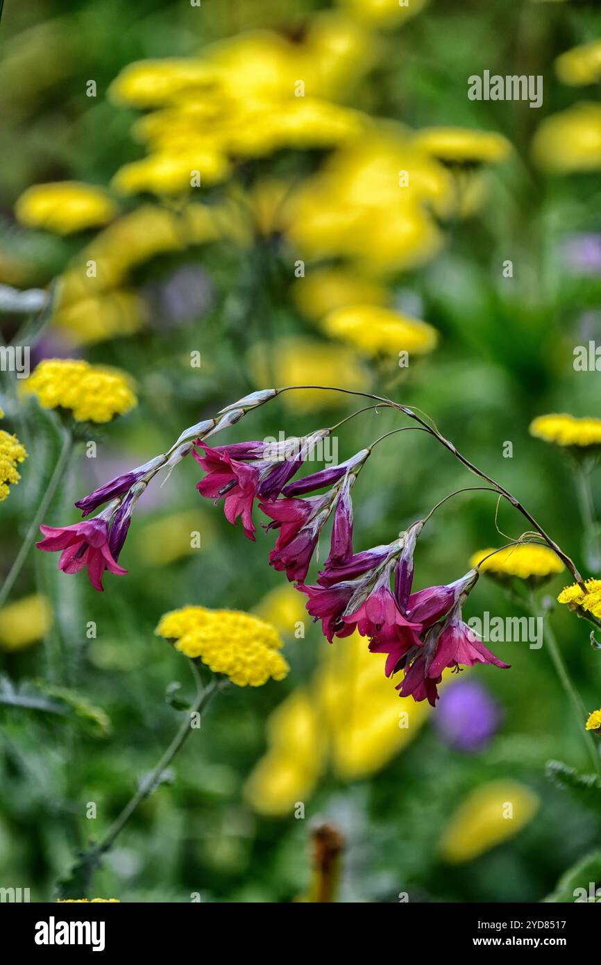 dierama pulcherrimum, achillea moonshine, fleurs jaunes et violettes, fleurs violettes roses, fleurs, vivaces, arcs, pendants, pendants, cloche en forme, anges fi Banque D'Images