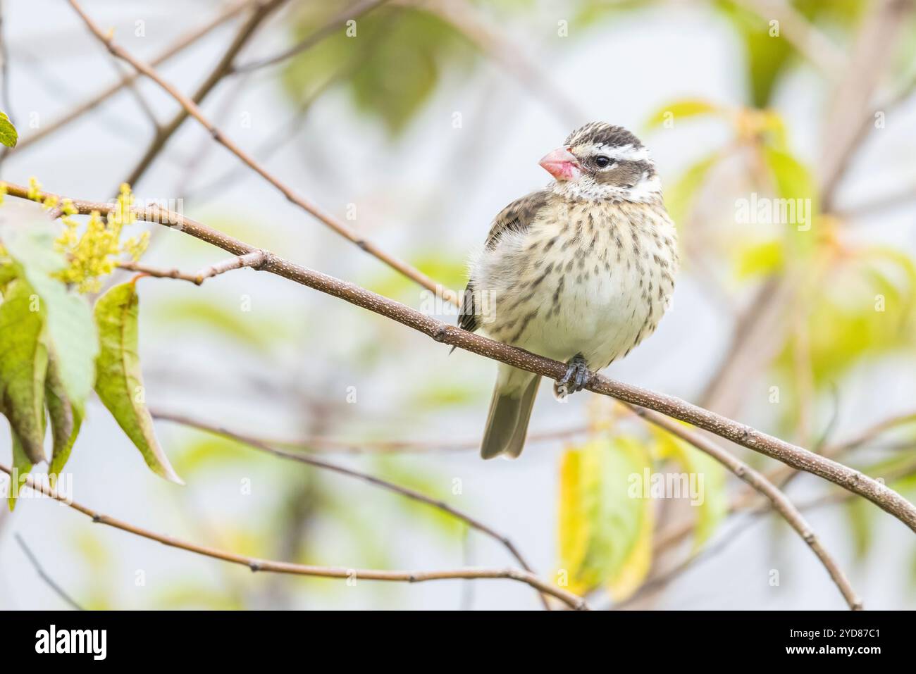 Bec Grosbeak (Pheucticus ludovicianus), femelle, Sarapiqui, Costa Rica Banque D'Images