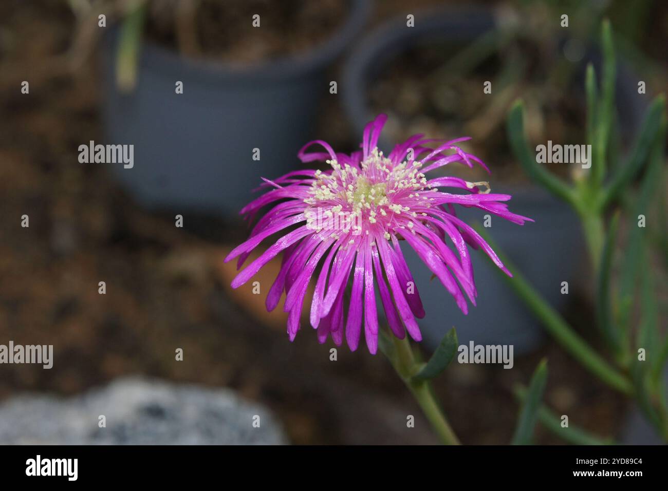 Lampranthus conspicuus Banque D'Images