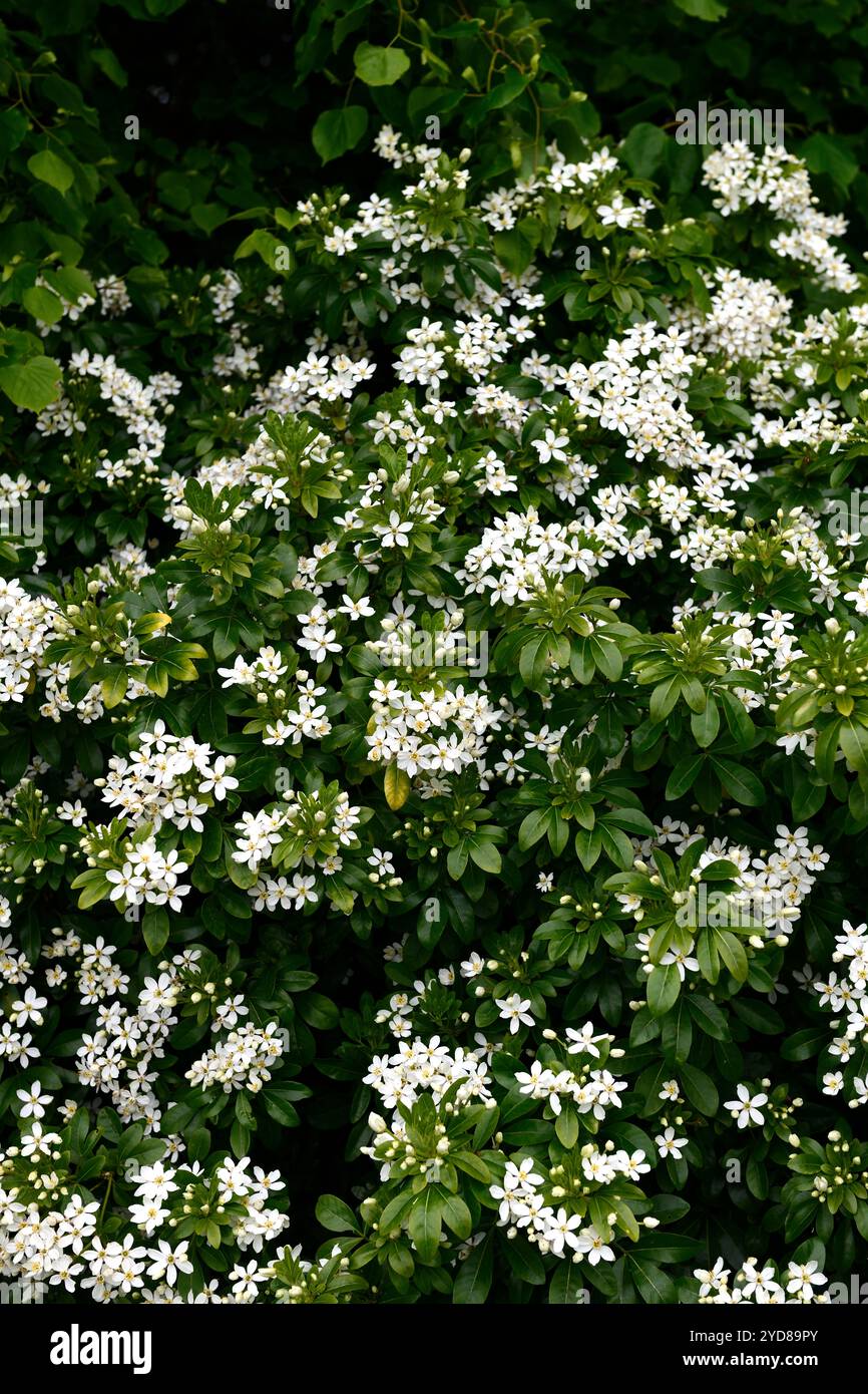 Choisya ternata, fleurs blanches, arbuste à fleurs blanches, arbustes à feuilles persistantes, arbuste, fleurs parfumées, fleurs parfumées, RM Floral Banque D'Images